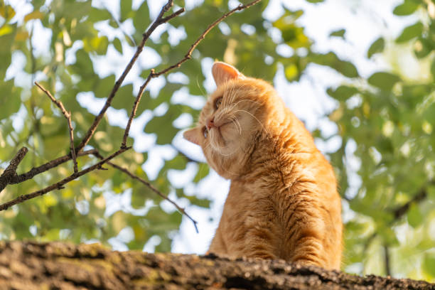 A cat in a tree.