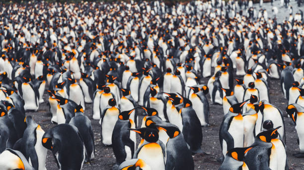istock Gold Harbour Crowded King Penguin Colony Antarctica 1499142820