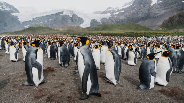 istock King Penguin Gold Harbour Beach Penguin Colony Sub-Antarctic Island 1499142849