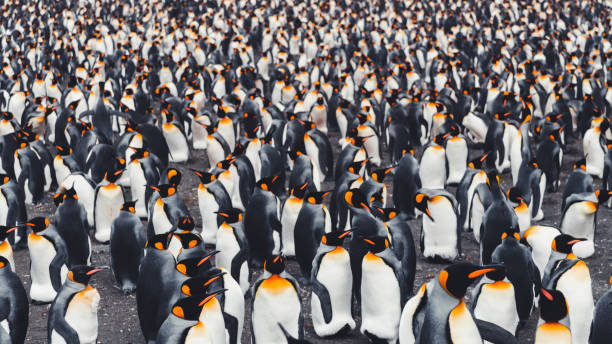istock Thousands of King Penguins Gold Harbour Beach Colony 1499142864