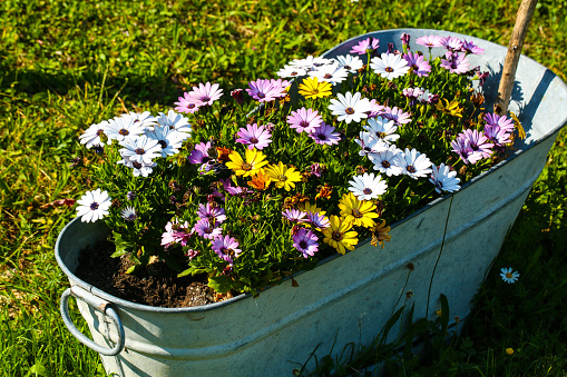 old zinc tub planted with flowers