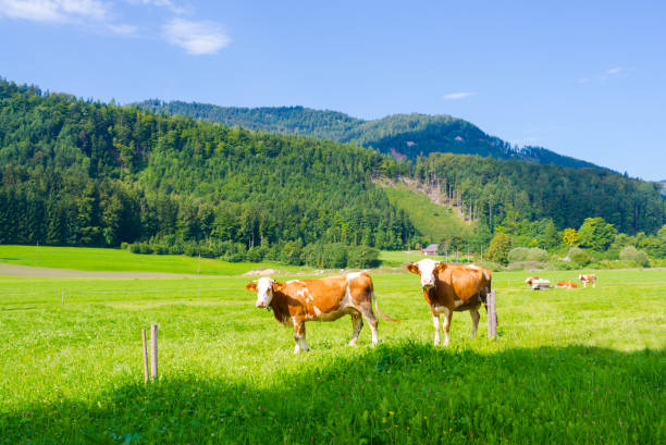istock Cow pasture. Cows on green meadow. Agriculture concept background 1499146010