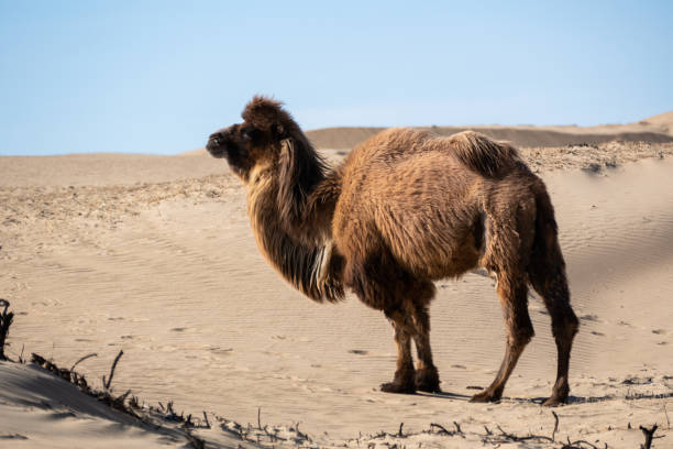 istock Wild Bactrian camel in Elsen Tasarkhai or mini-Gobi in Central Mongolia 1499146507