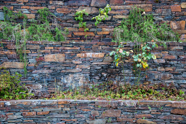 istock Fence or wall built in black slate where you can see that plants grow between its stones 1499146682