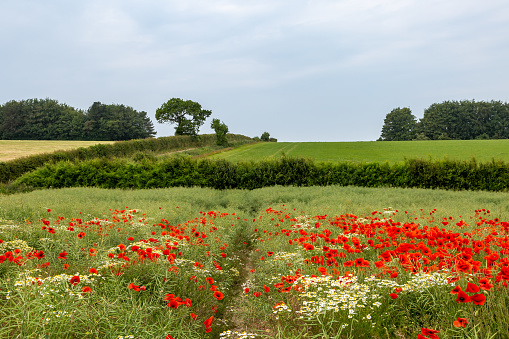 Poppy and chamomile flowers in the countryside on a summer's day