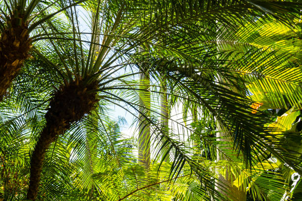 istock Variegated leaves Hunt's garden Barbados 1499153841