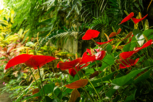 Variegated leaves Hunt's garden, tropical vegetation in Barbados. lush vegetation