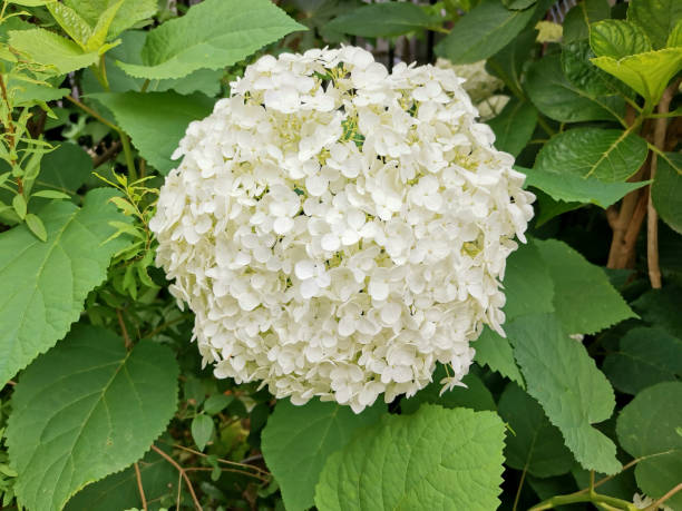 istock Japanese hydrangeas blooming in June 1499154508