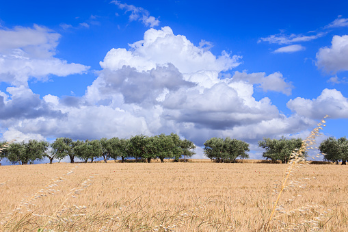 Cereals and olive groves are typical cultivations of southern Italy. Hilly landscape with wheat fields dominated by cumulus in southern Italy.