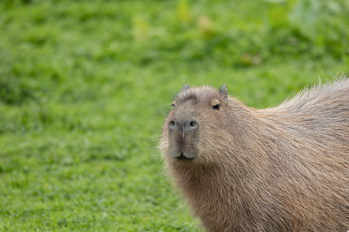 A Capybara, close relative to Guinea Pigs,