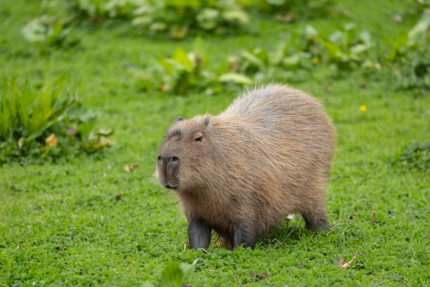 istock A Capybara, close relative to Guinea Pigs 1499155363