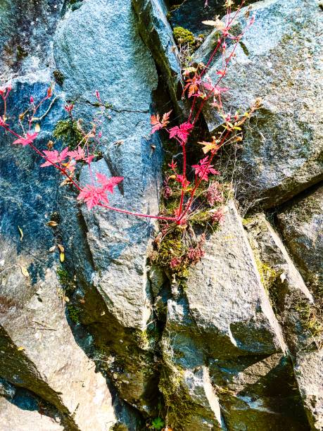istock Red leaves plant growing in the rocks 1499155518