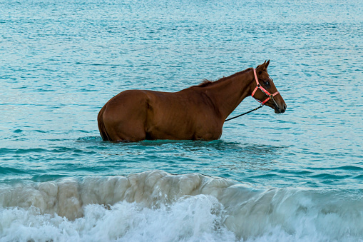 Race horses swimming in the sea on Carlisle bay, Pebbles beach Barbados with their jockey