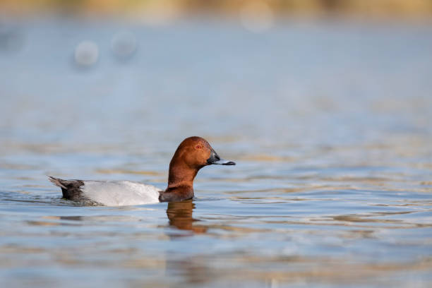 istock Swimming duck. Common Pochard. (Aythya ferina). Blue water background. 1499156635