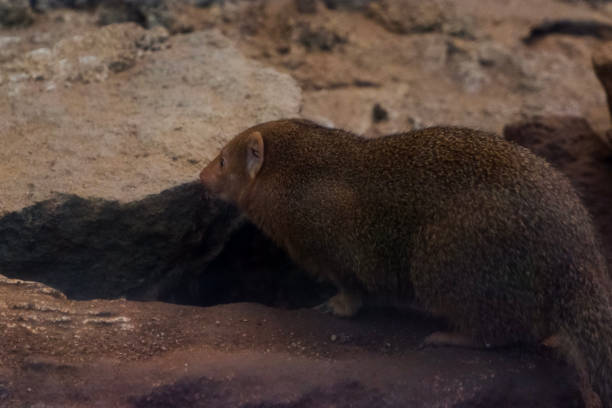 istock Selective focus of dwarf mongoose perched in its enclosure in the afternoon. 1499156981
