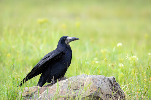 Rook. (Corvus frugilegus).