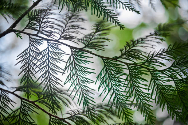 istock Western red cedar tree branch foliage close up with green bokeh forest background 1499157222