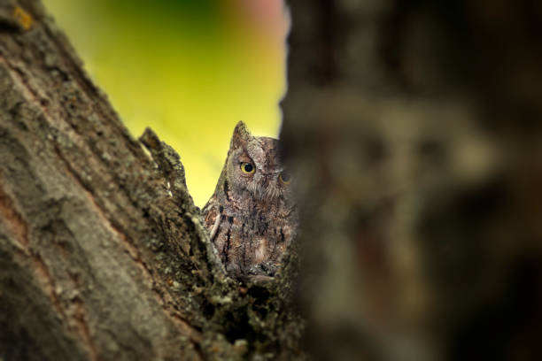 istock Owl. Eurasian Scops Owl. (Otus scops). Green nature background. 1499157250