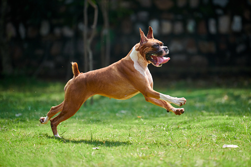 Boxer dog running and jumping on green grass summer lawn outdoor park walking with adult pet, funny cute short haired boxer dog breed. Boxer adult dog full height portrait, brown white coat color