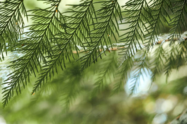 Western red cedar tree branch foliage close up with green bokeh forest background, beautiful evergreen coniferous tree in public park. Western redcedar branch copy space background pacific giant cedar