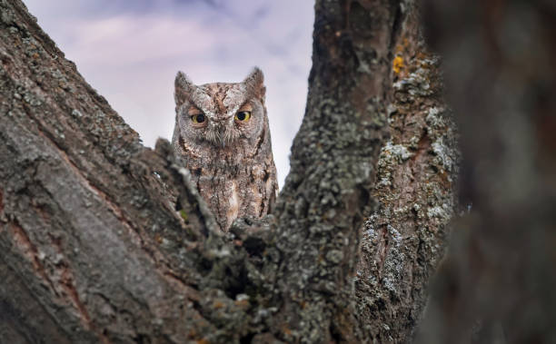 istock Owl. Eurasian Scops Owl. (Otus scops). Green nature background. 1499157465