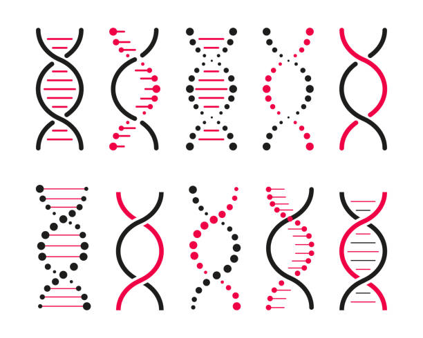 zestaw ikon dna. życie, model genów, kod bio, genetyka, cząsteczka, symbole medyczne. struktura cząsteczki, ikona chromosomu. wektorowy zbiór elementów dna - helix stock illustrations