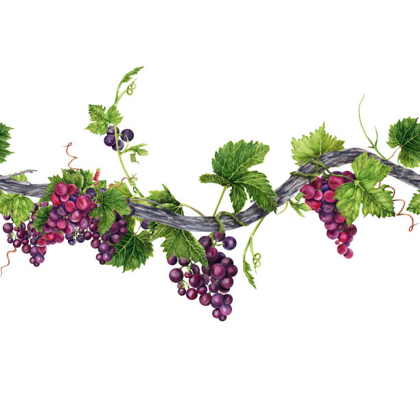 長いブドウの木、緑の葉、巻きひげ、ブドウの房とのシームレスな境界線。無限のエレメントの手描きの水彩イラスト。 - grape green red purple点のイラスト素材／クリップアート素材／マンガ素材／アイコン素材