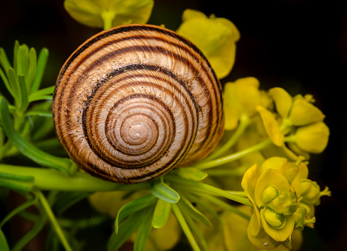 Snail shell on a plant with black background. Close-up and details.
