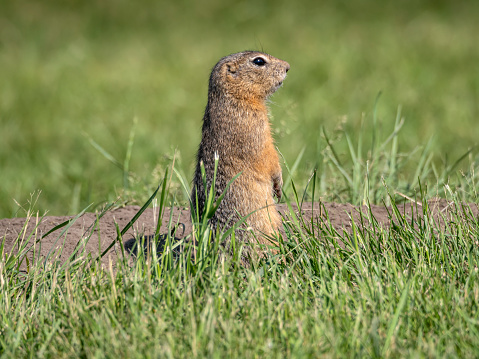 The Olympic Marmot (Marmota olympus) is a large member of the squirrel family that lives only on the Olympic Penninsula of Washington State. This marmot is standing and looking out from its burrow on Hurricane Ridge in Olympic National Park, Washington State, USA.