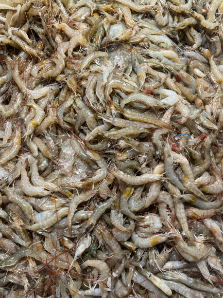 istock Fresh prawn fish which is small in size kept in market for sale. 1499161857
