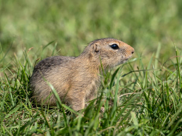 istock A prairie dog is looking at a camera on a grassy lawn. 1499162467