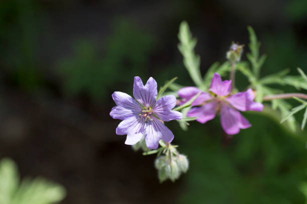 the tuberous-rooted cranesbill stock photo