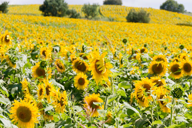 Sunflower stock photo