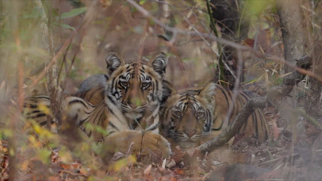Tiger Cubs relaxing in central Indian Forest
