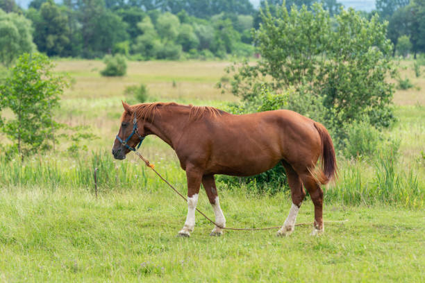 istock Brown horse in a field on a pasture 1499164144