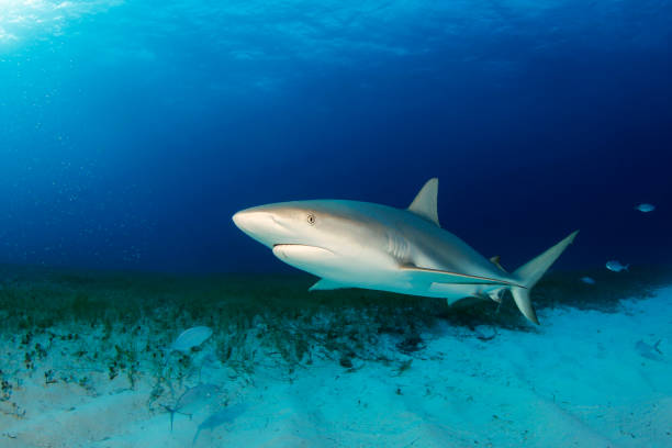 Caribbean Reef Shark stock photo