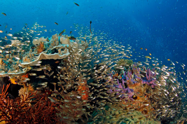 Raja Ampat Coral Reef Life stock photo