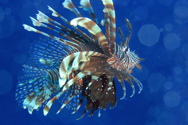 Red Lionfish stock photo