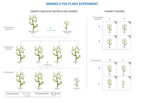 Mendel's pea plant experiment laid the foundation for modern genetics, revealing principles of inheritance through systematic cross-breeding analysis.