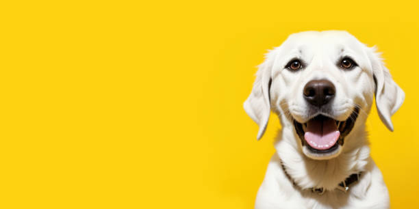 istock Happy Labrador dog smiling on yellow background 1499165145
