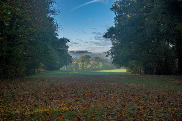 istock A meadow on an autumn misty morning 1499165173