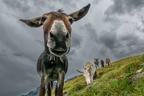 Donkey head close-up in a prairie