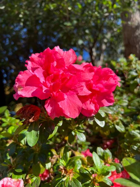 istock Flower - Rhododendron indicum 1499167344