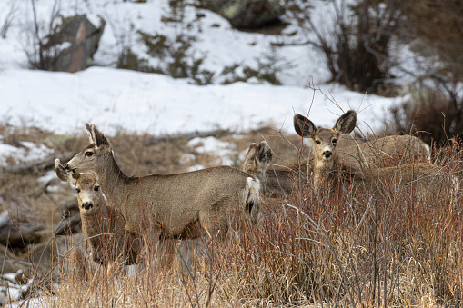 Herd of mule deer does in Eleven Mile Canyon Colorado