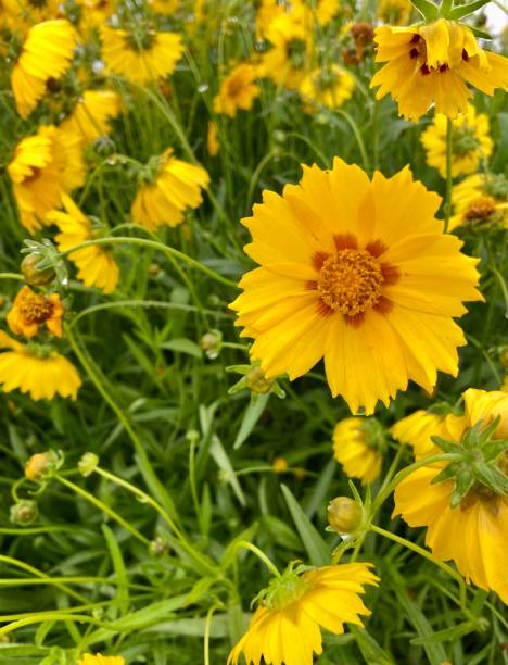 istock Garden full of coreopsis flowers 1499167810