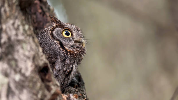 istock The eastern screech owl (Megascops asio) or eastern screech-owl 1499169192