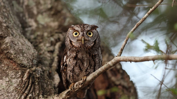 The eastern screech owl (Megascops asio) or eastern screech-owl