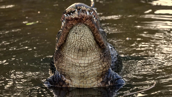 The American alligator (Alligator mississippiensis)