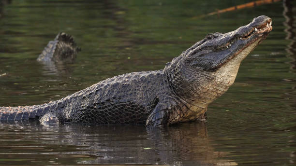istock The American alligator (Alligator mississippiensis) 1499169216