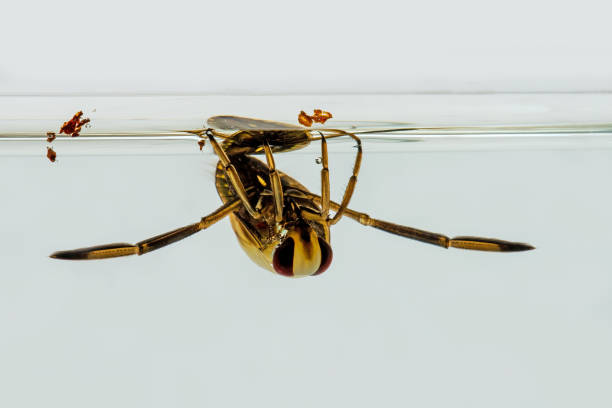 istock Frotal image of a common backswimmer at the water surface 1499170681